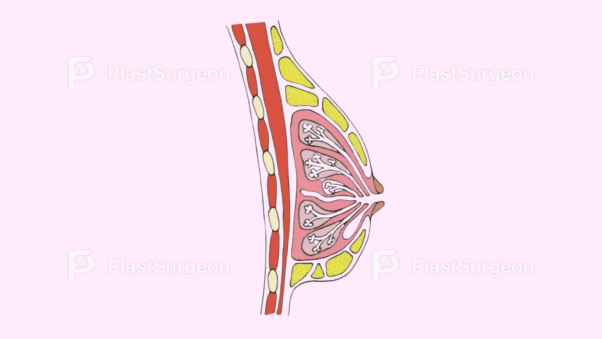 Breast – Breast Anatomy
